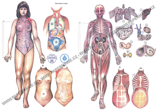 Anatomie ženy I.