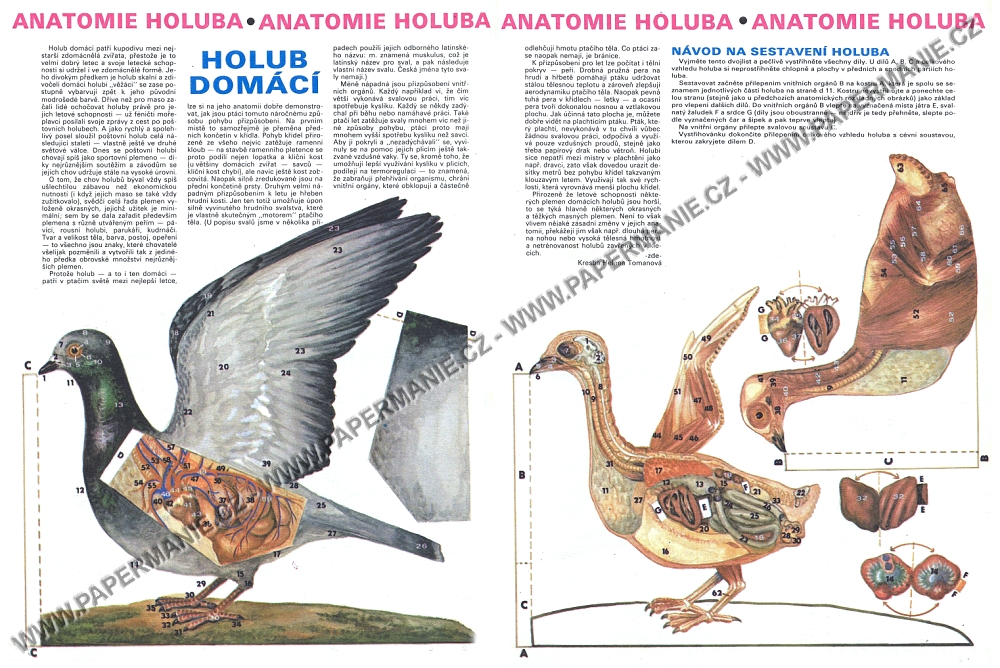 Anatomie holuba