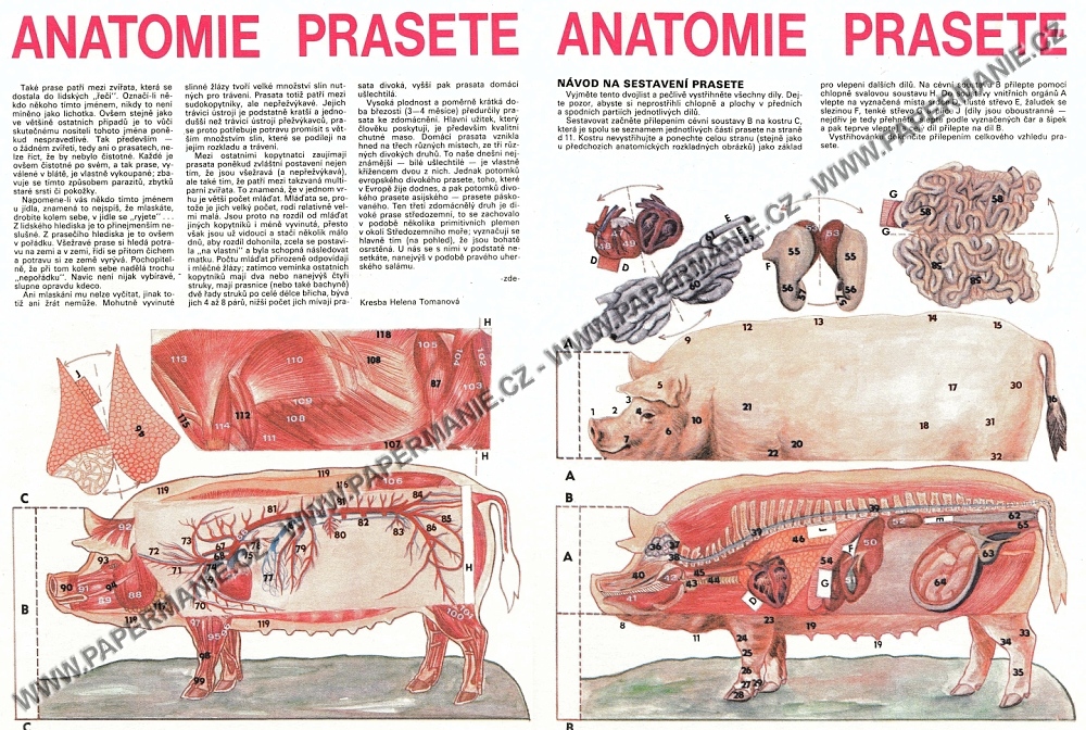 Anatomie prasete