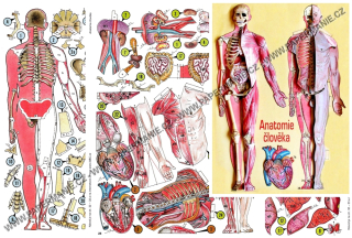 Lidské tělo - rozkládací anatomie I.