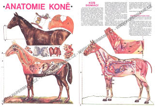 Anatomie koně I.