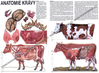 Anatomie krávy