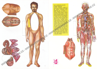 Anatomie muže I.