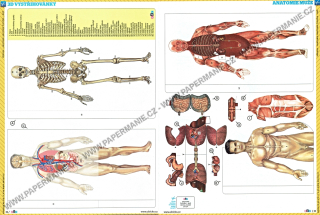 Anatomie muže II.