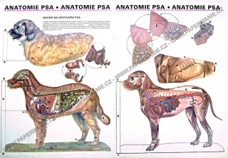 Anatomie psa I.