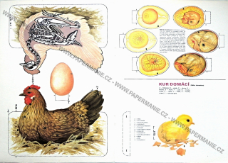 Anatomie slepice a vejce I.