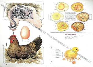 Anatomie slepice a vejce II.